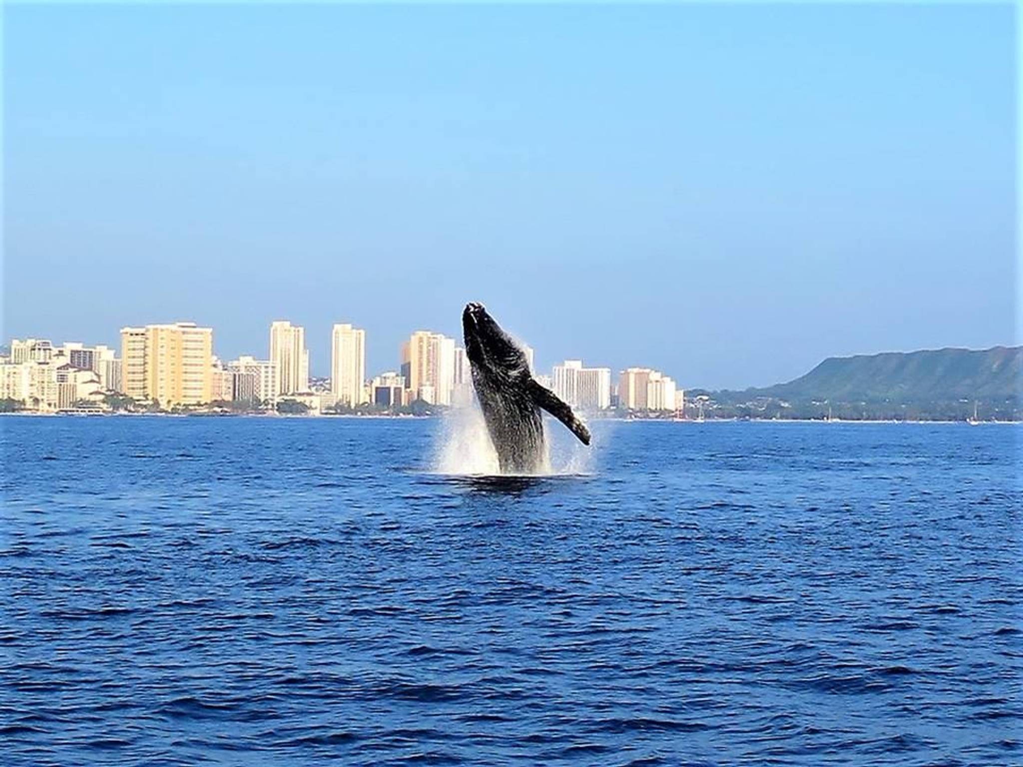 Whale Watching Waikiki photo