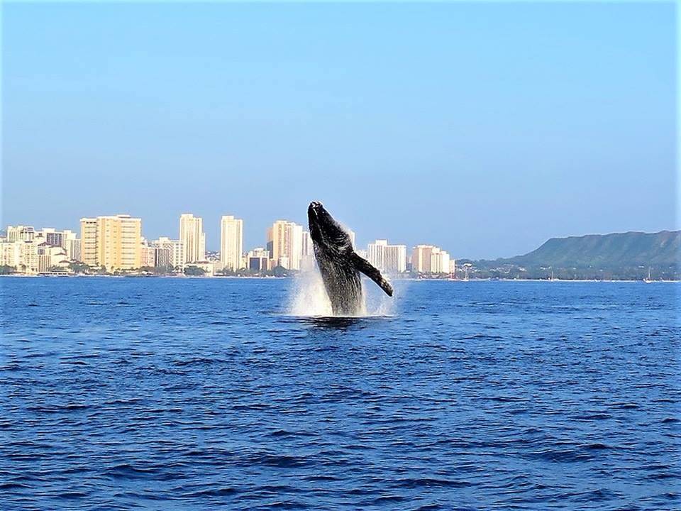Whale Watching Waikiki photo