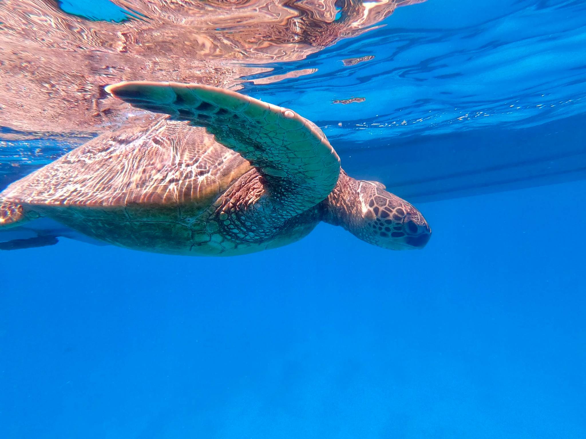 Green sea turtle swimming over the reef