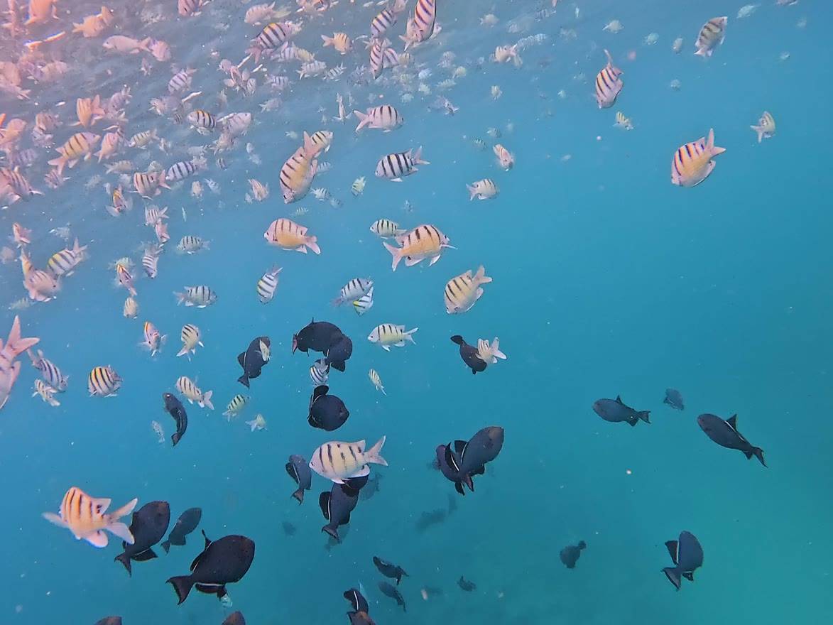 schools of fish off of ohau seen on living ocean tours