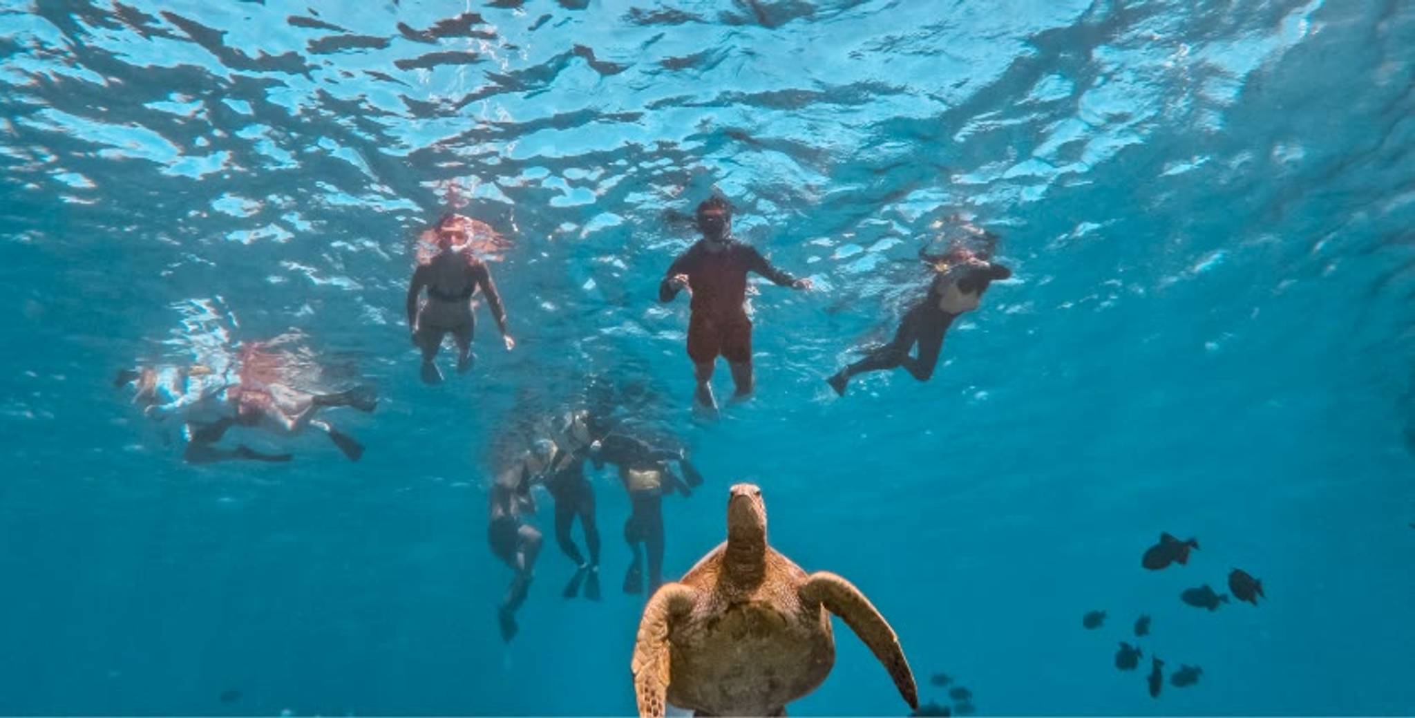 Turtle Canyon Snorkeling Adventure photo
