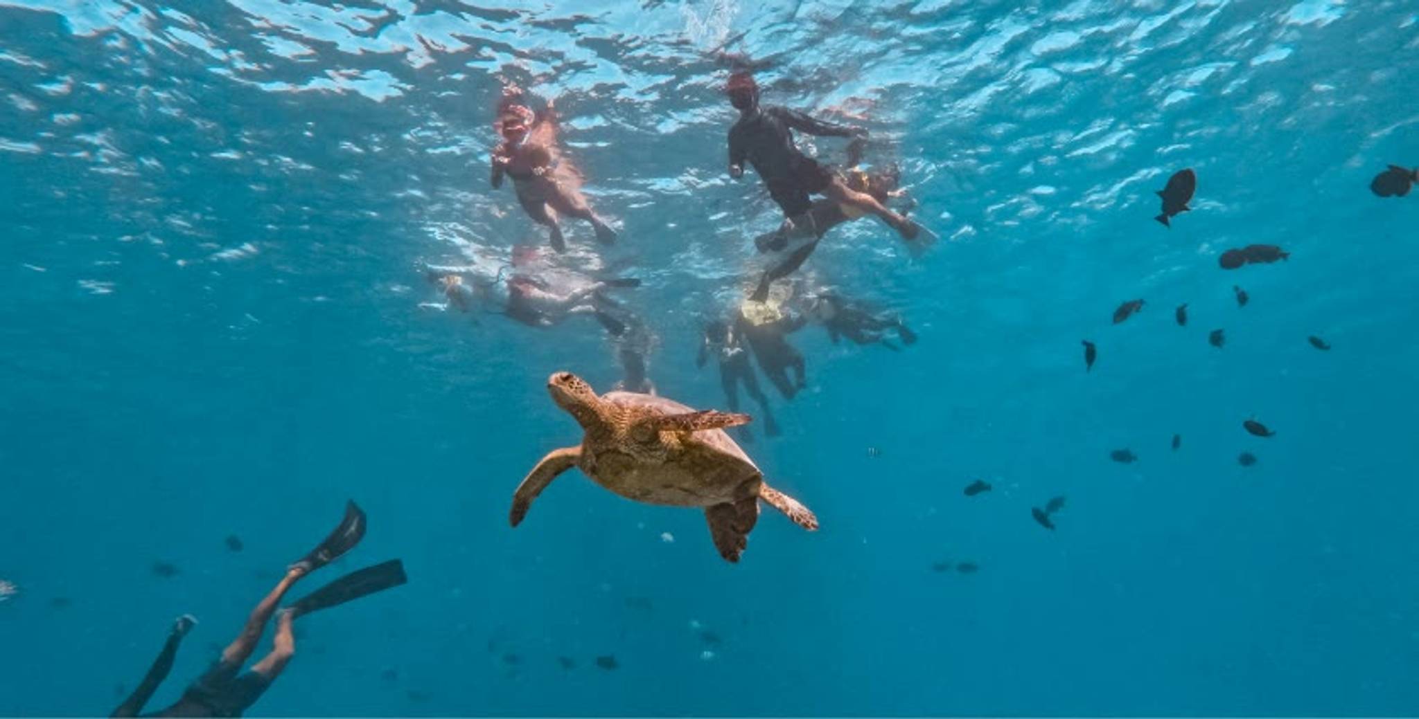 Turtle Canyon Snorkeling Adventure photo