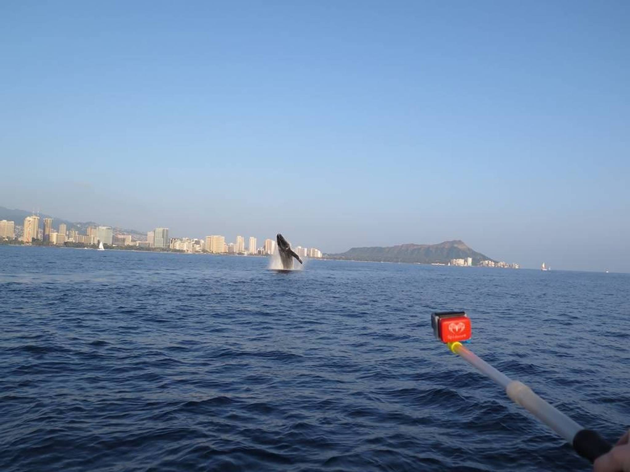 Whale Watching Waikiki photo