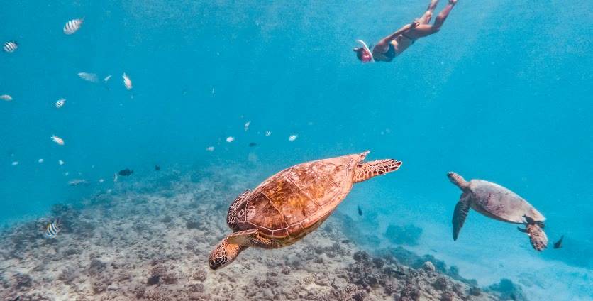 Turtle Canyon Snorkeling Adventure photo