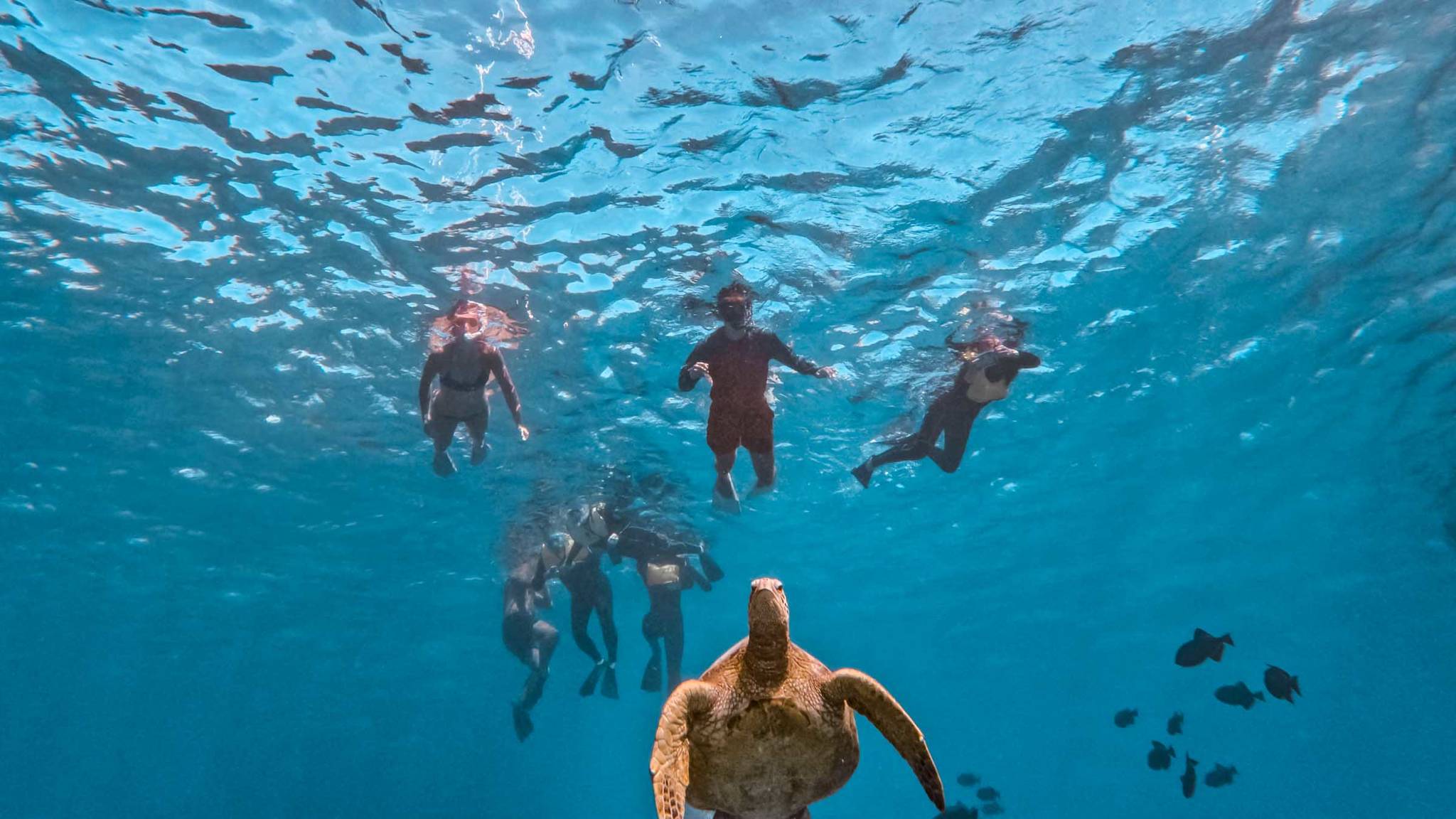 Turtle Canyon Snorkeling Adventure photo