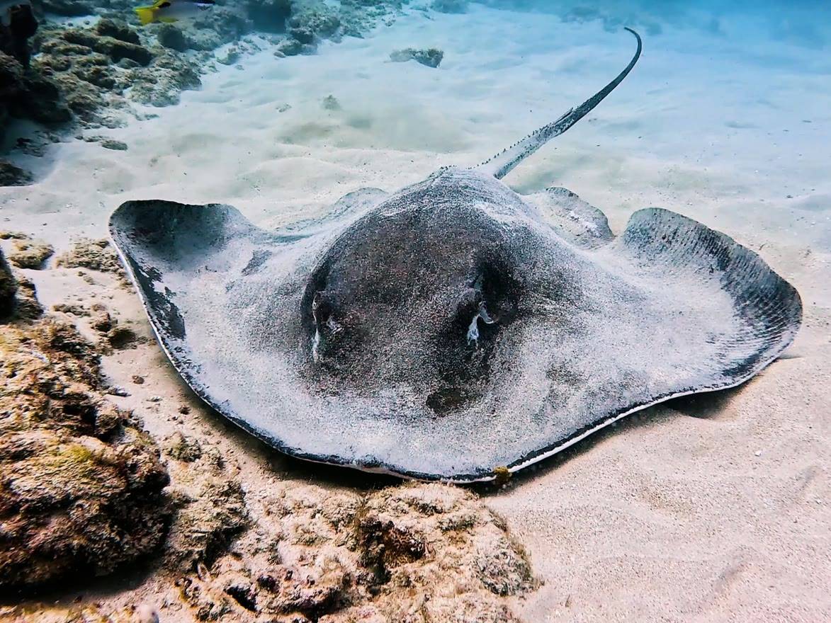 sting ray on floor of ocean off of ohau seen on living ocean tours