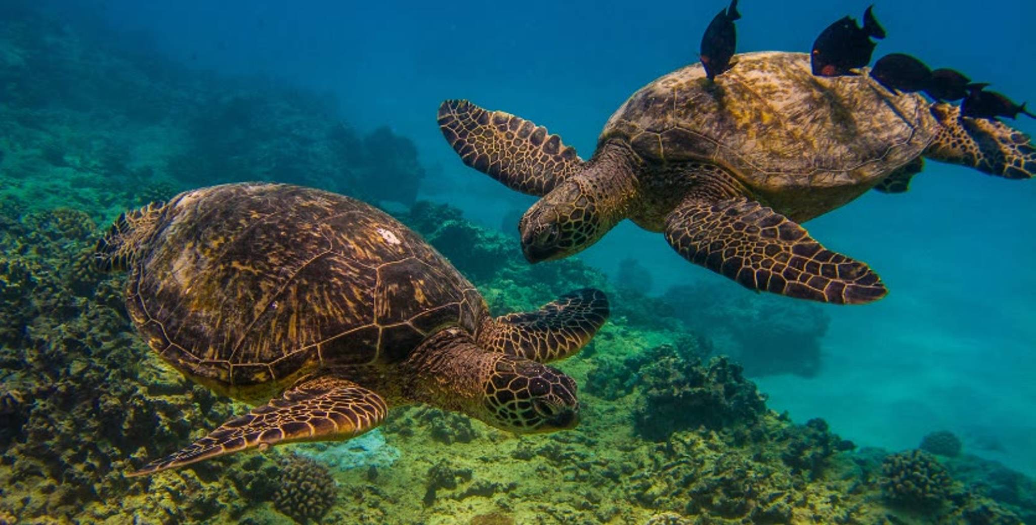Turtle Canyon Snorkeling Adventure photo