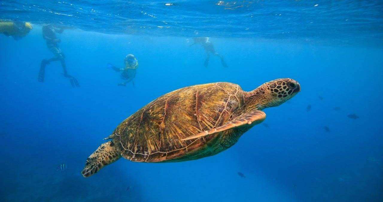 Turtle Canyon Snorkeling Adventure photo