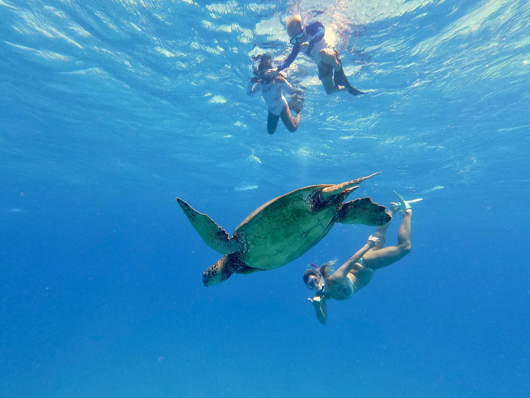 family snorkeling in turtle canyons