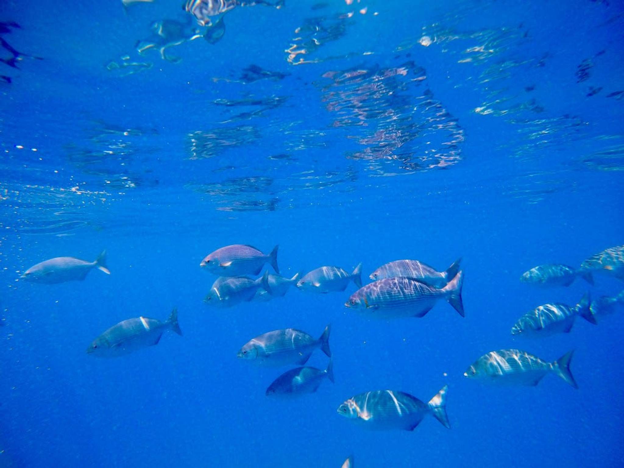 Deluxe Waikiki Snorkeling and Wildlife Cruise photo