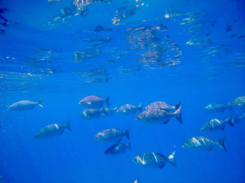 Deluxe Waikiki Snorkeling and Wildlife Cruise photo