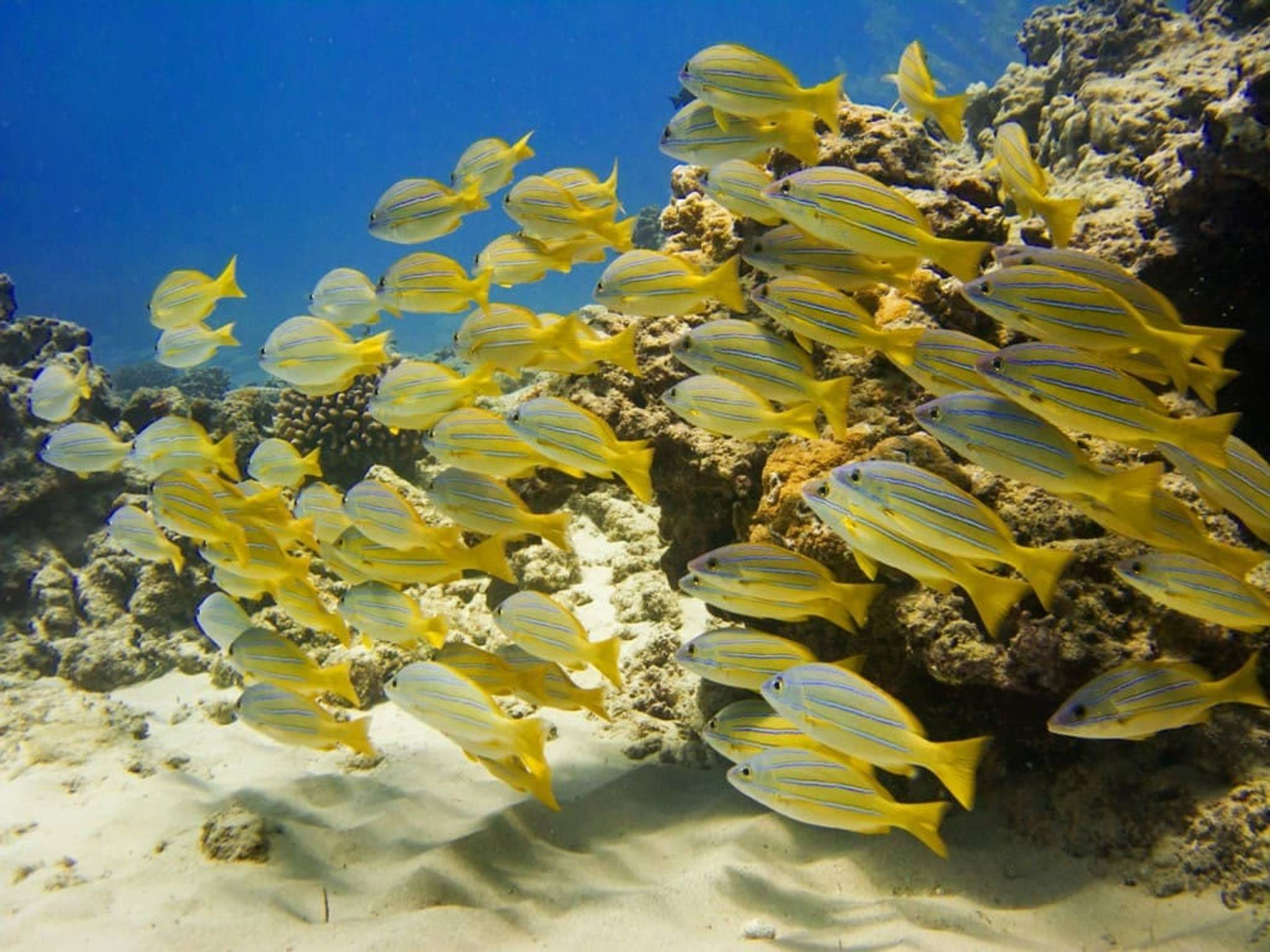 Deluxe Waikiki Snorkeling and Wildlife Cruise photo