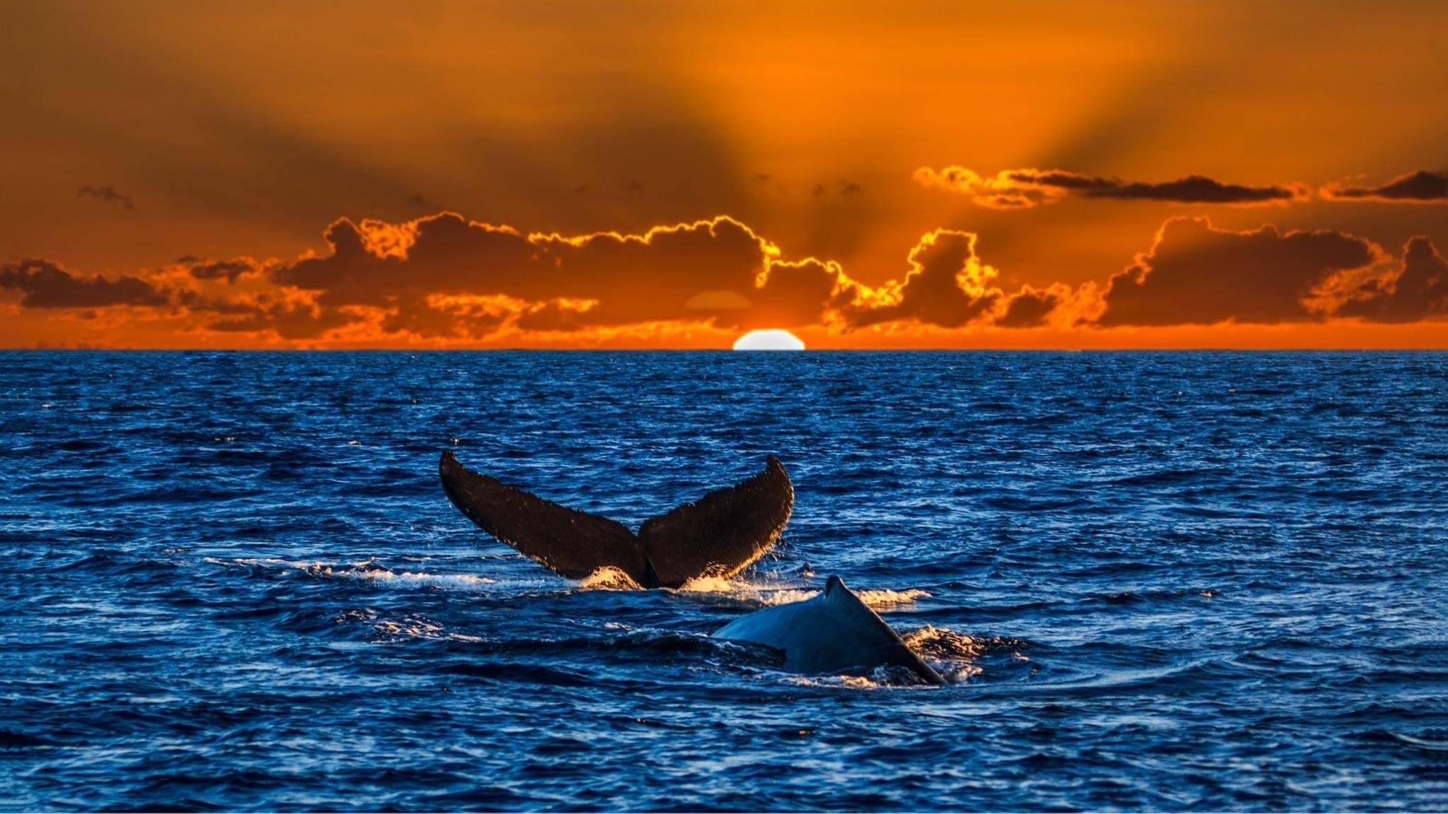Waikiki Sunset Cruise photo