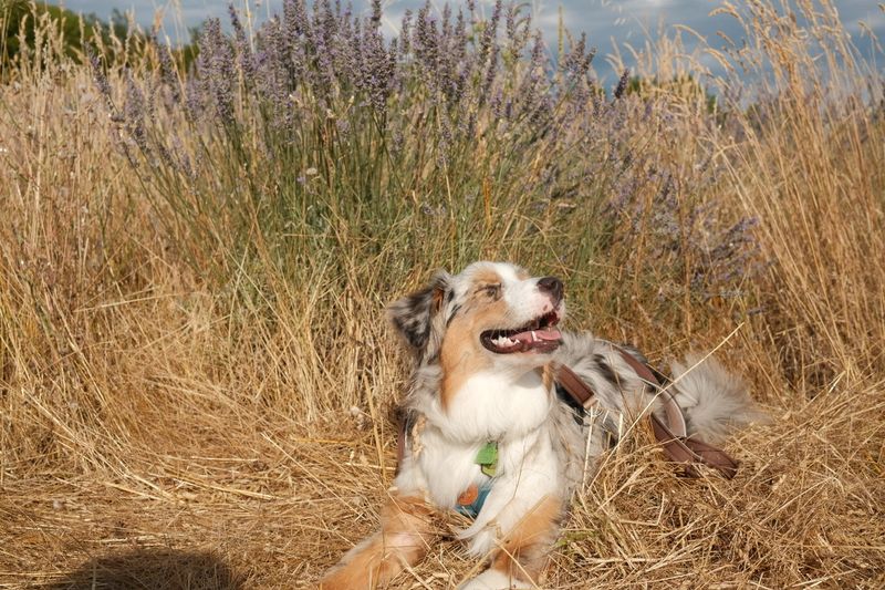 Abby next to the lavender