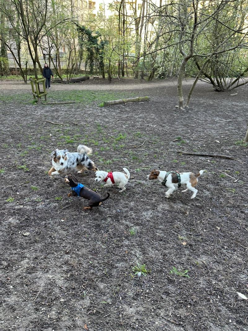 Parc Belmont, Eaux-Vives