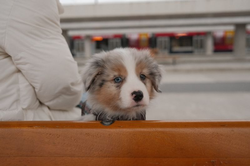 Comment enregistrer votre nouveau chiot à Genève