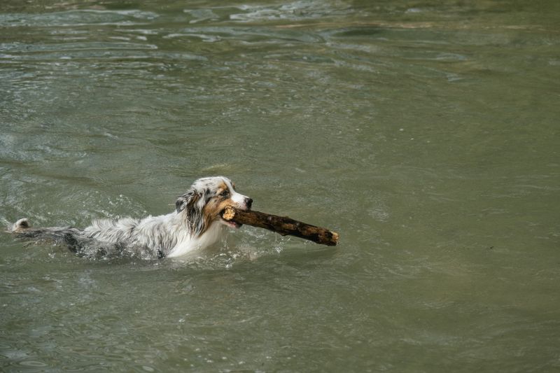 Où faire nager son chien à Genève ?