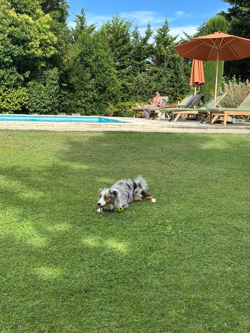 Abby playing with a ball next to their pool