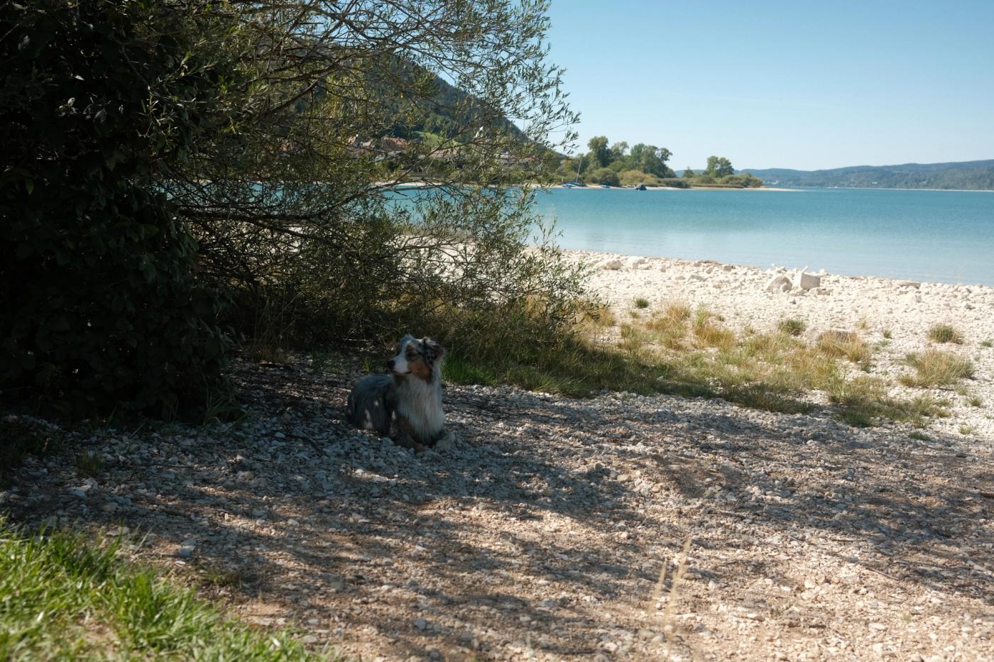 Abby next to the lake