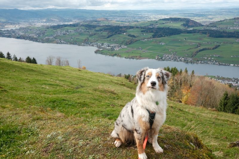 Seebodenalp to Rigi Kaltbad, Mt. Rigi