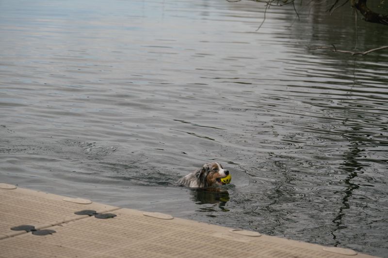Abby swimming