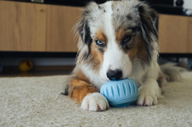 Woof | Pupsicle & Silicone Treat Mold