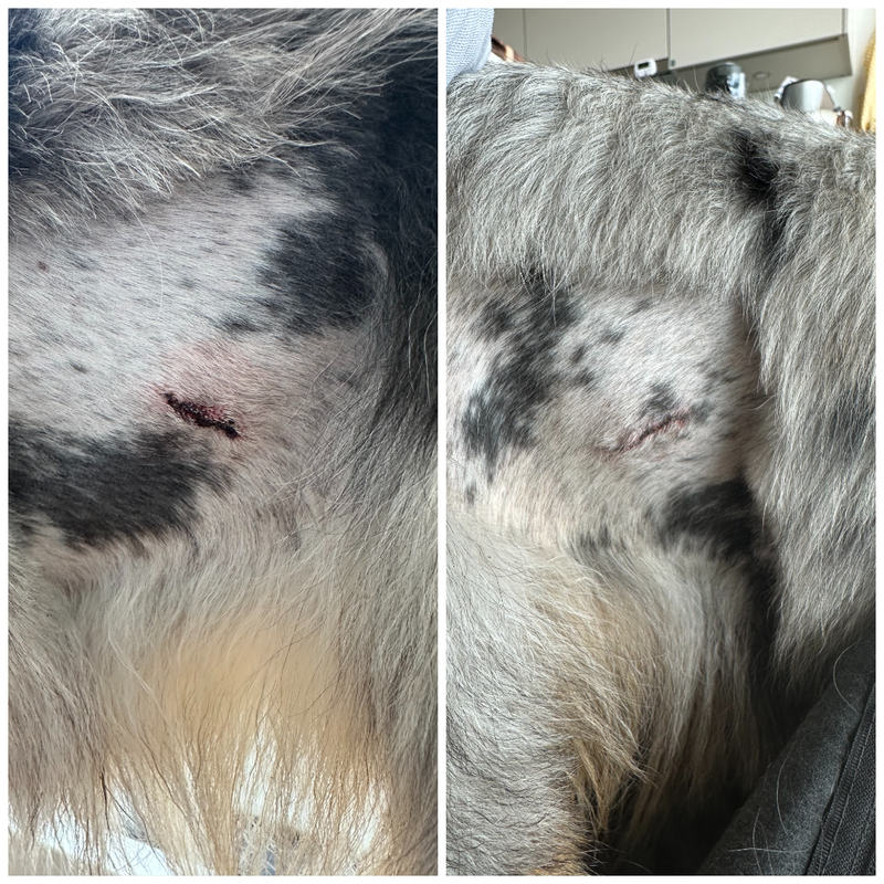 Day 4: Fur starting to grow back, left side still pink, right side healing ahead.