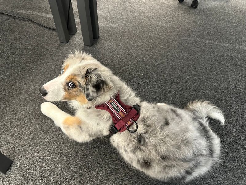 Wilder Dog | Dog Harness