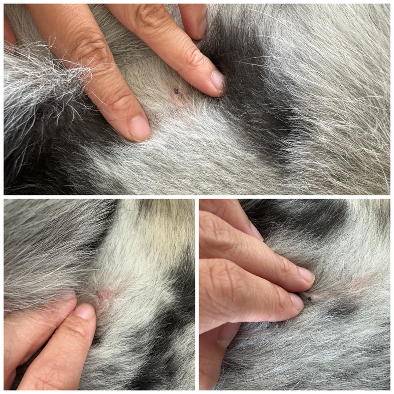 Top: left side suture knot. Bottom left: slight inflamed bump. Bottom right: right side suture knot.