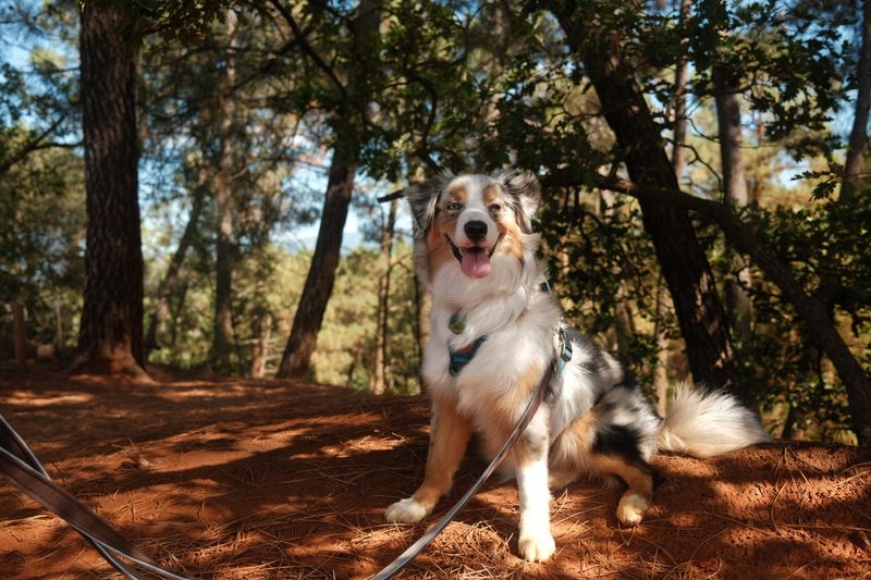 Abby in Roussillon