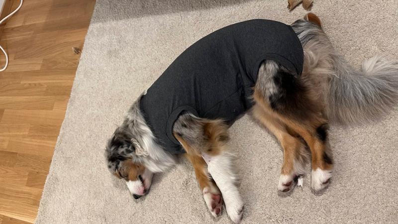 Abby in recovery suit