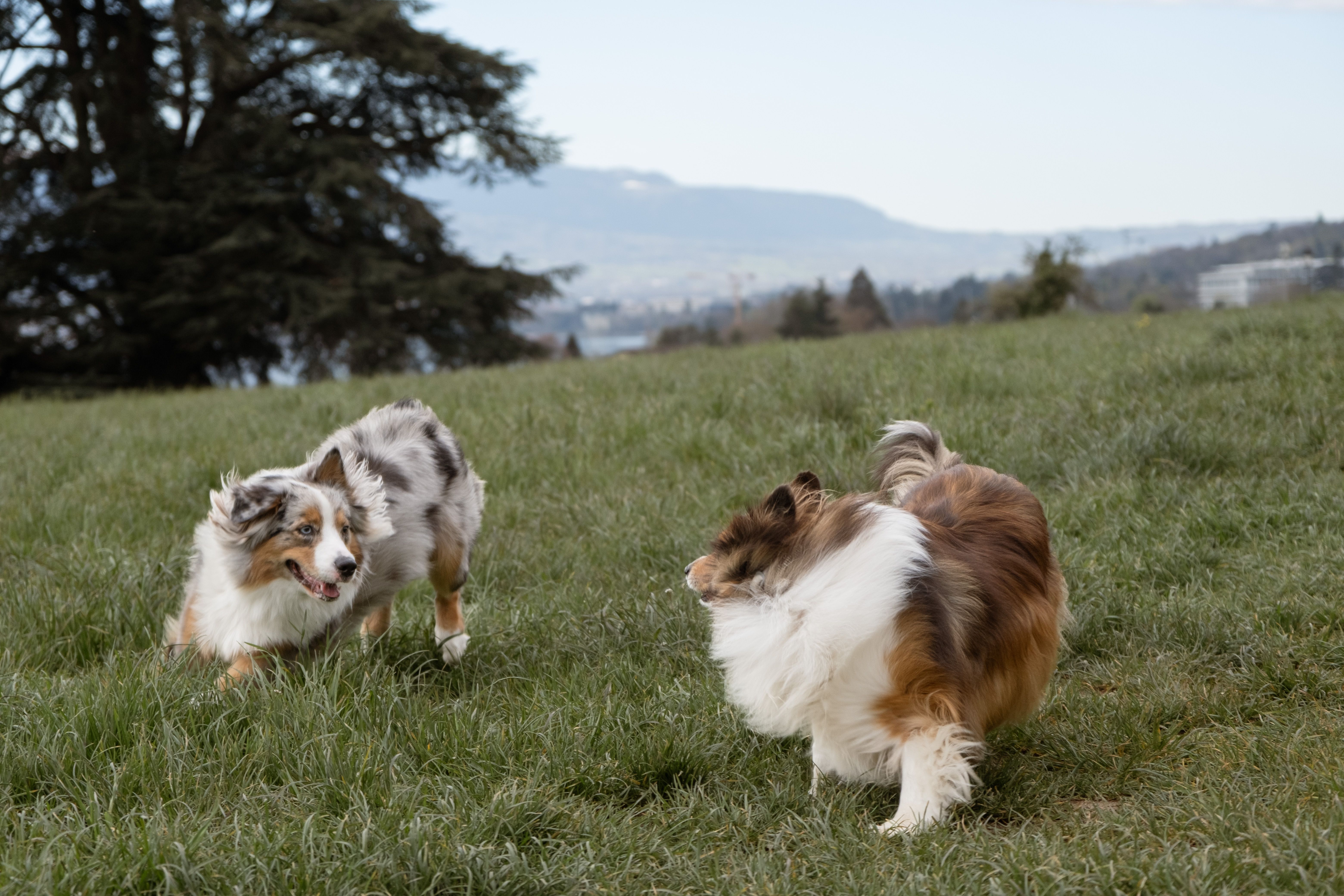 Parc Lullin, Genthod
