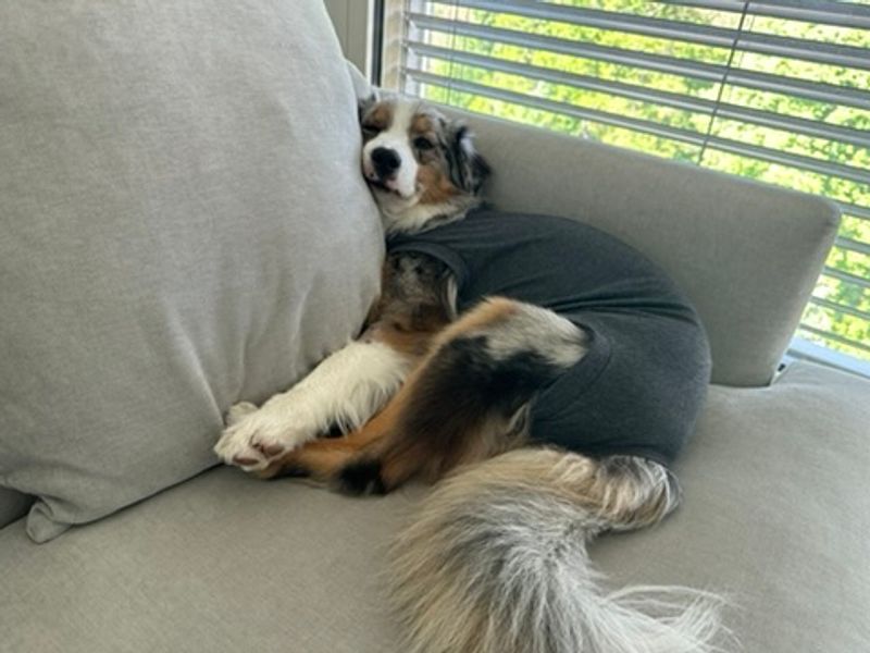 Cyponpy | Dog Recovery Bodysuit from Amazon