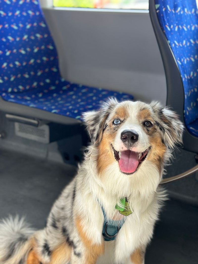 Abby on a tram