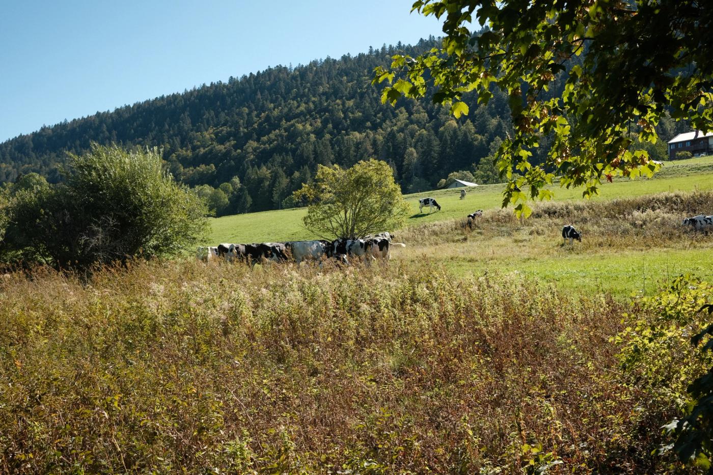 Cows we encountered on the way