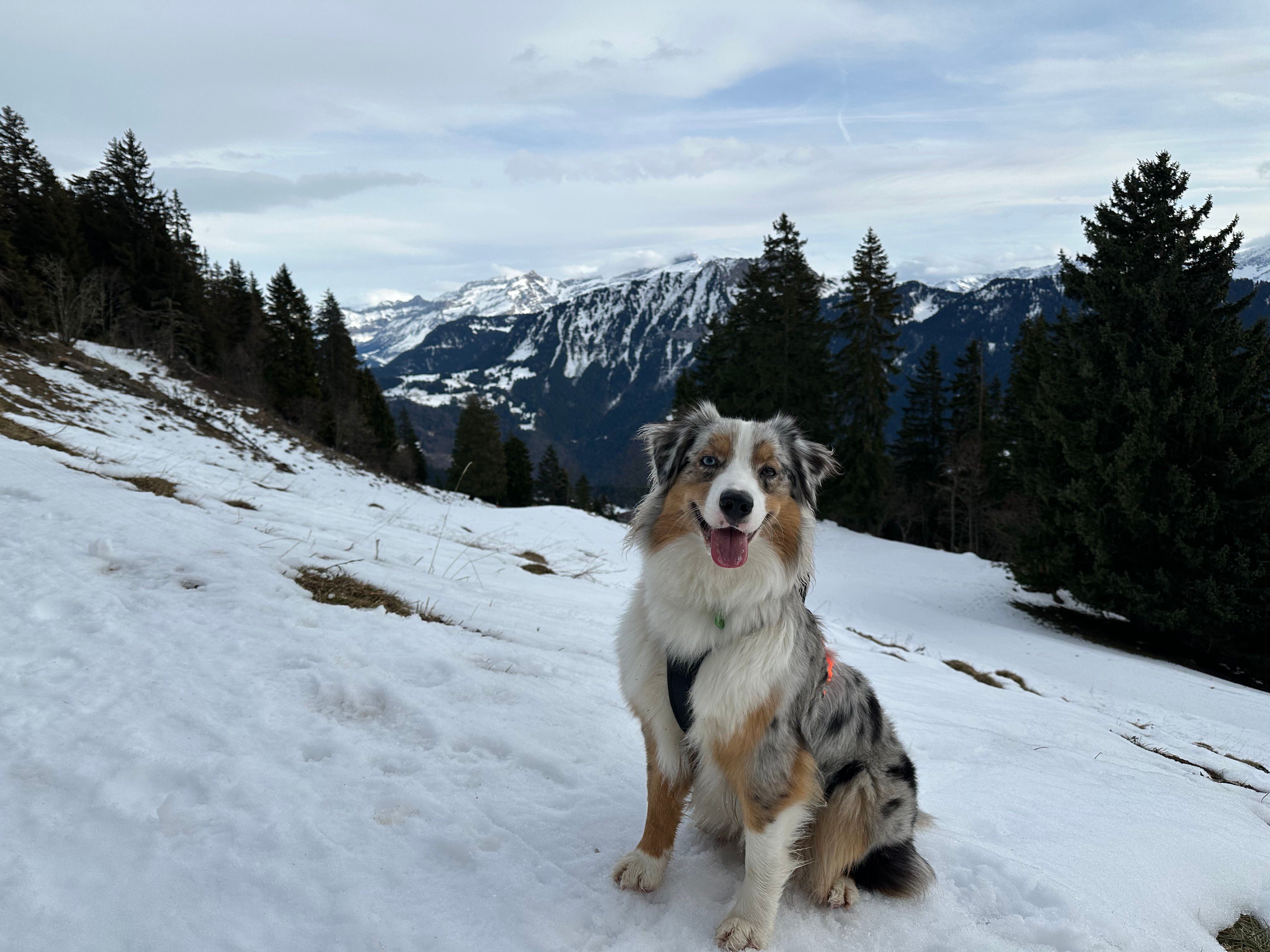 Winter Hiking in Leysin