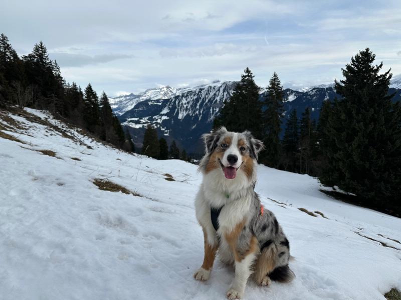 Prafandaz forrest, Leysin (Winter hike)