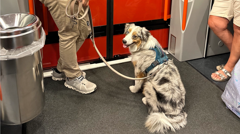 Voyager en transports publics avec son chien à Genève