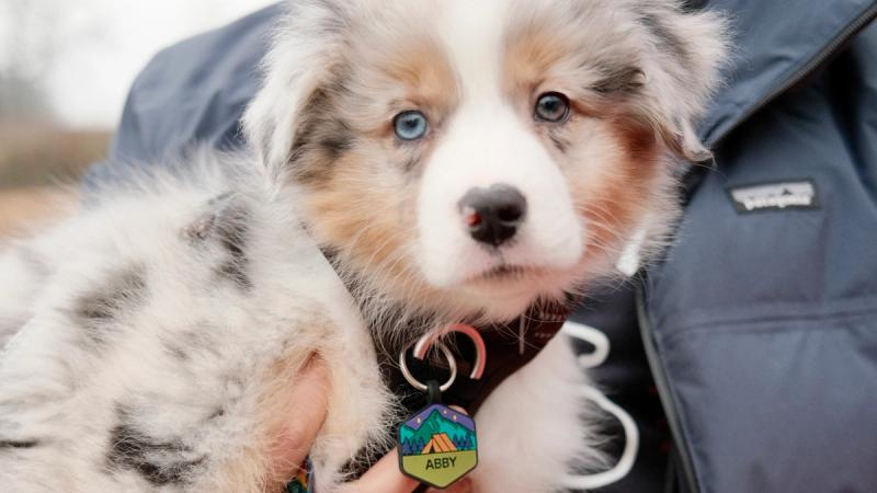 Qalo | Silicone Dog ID Tag