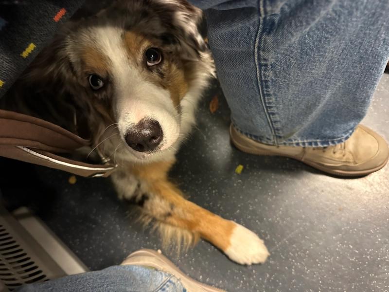 Abby under my legs on a train