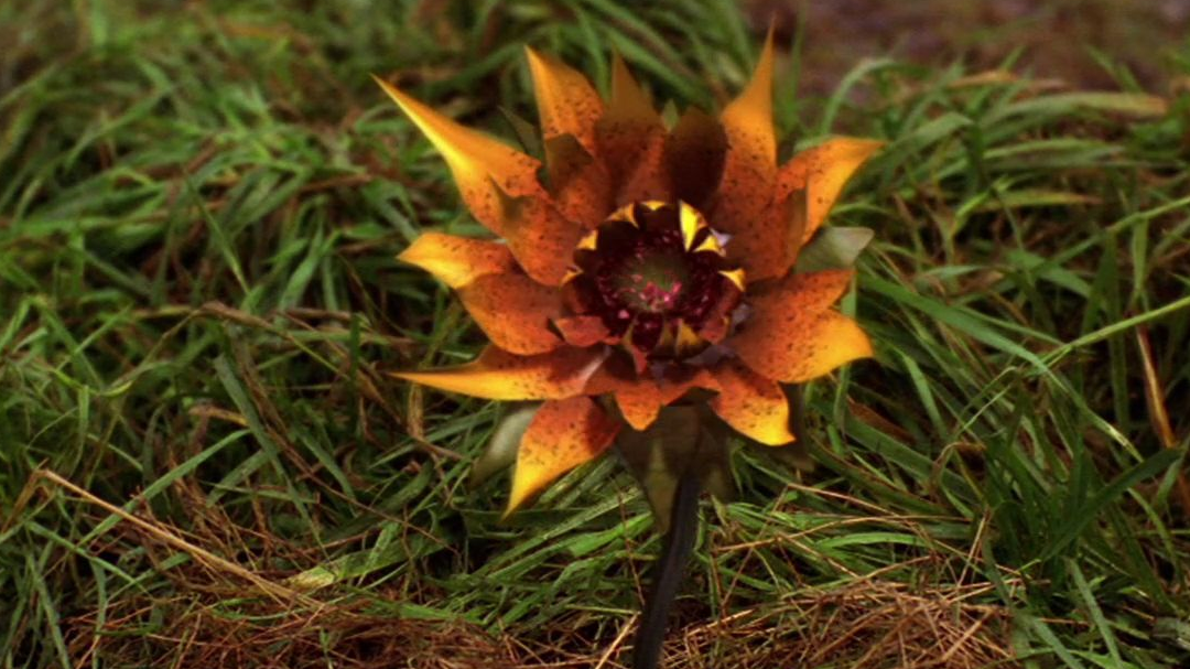 The Nicodemus flower.