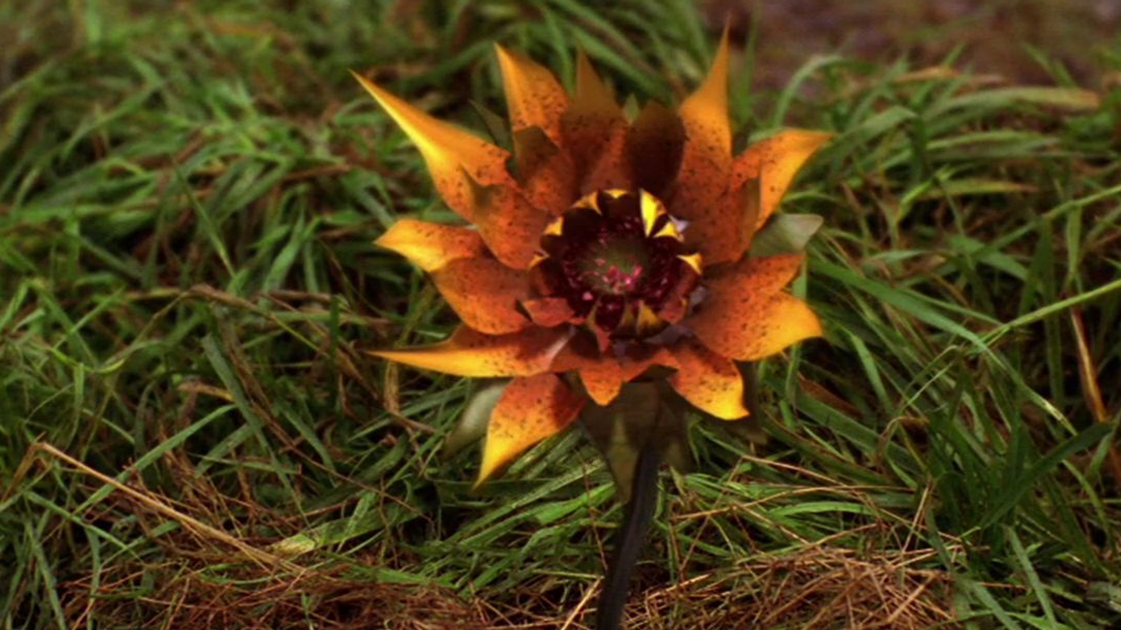 The Nicodemus flower.