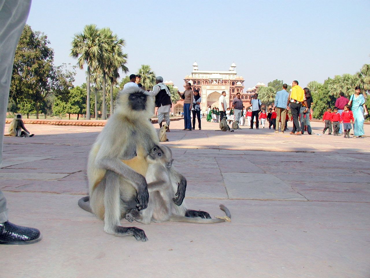 Un mono sentado en un patio junto a los visitantes.