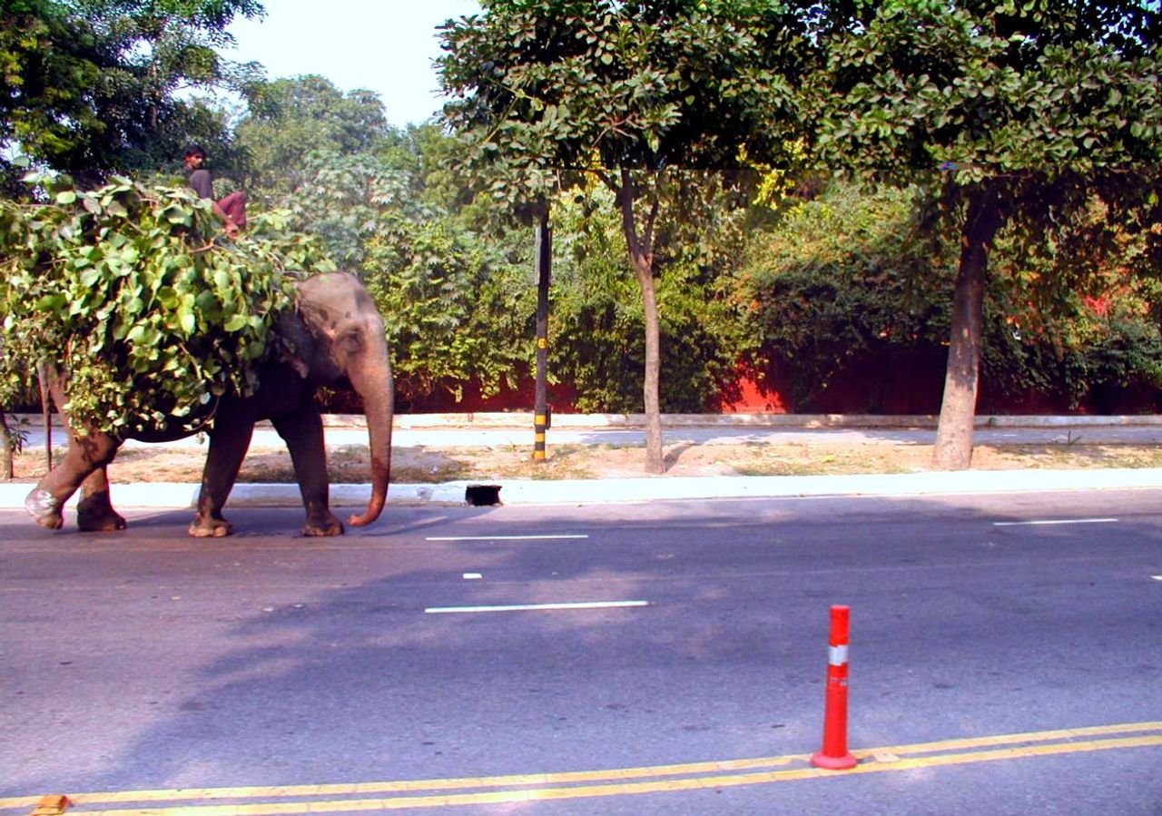 Un elefante camina por una avenida arbolada.
