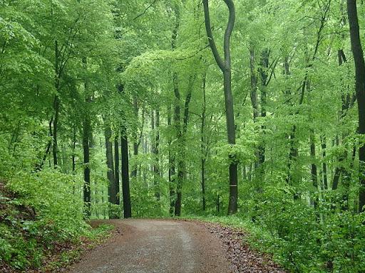 Wienerwald, 2006 ©eSeLat_JoannaPianka