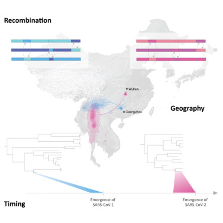 The recency and geographical origins of the bat viruses ancestral to SARS-CoV and SARS-CoV-2