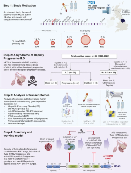 MDA5-autoimmunity and interstitial pneumonitis contemporaneous with the COVID-19 pandemic (MIP-C)