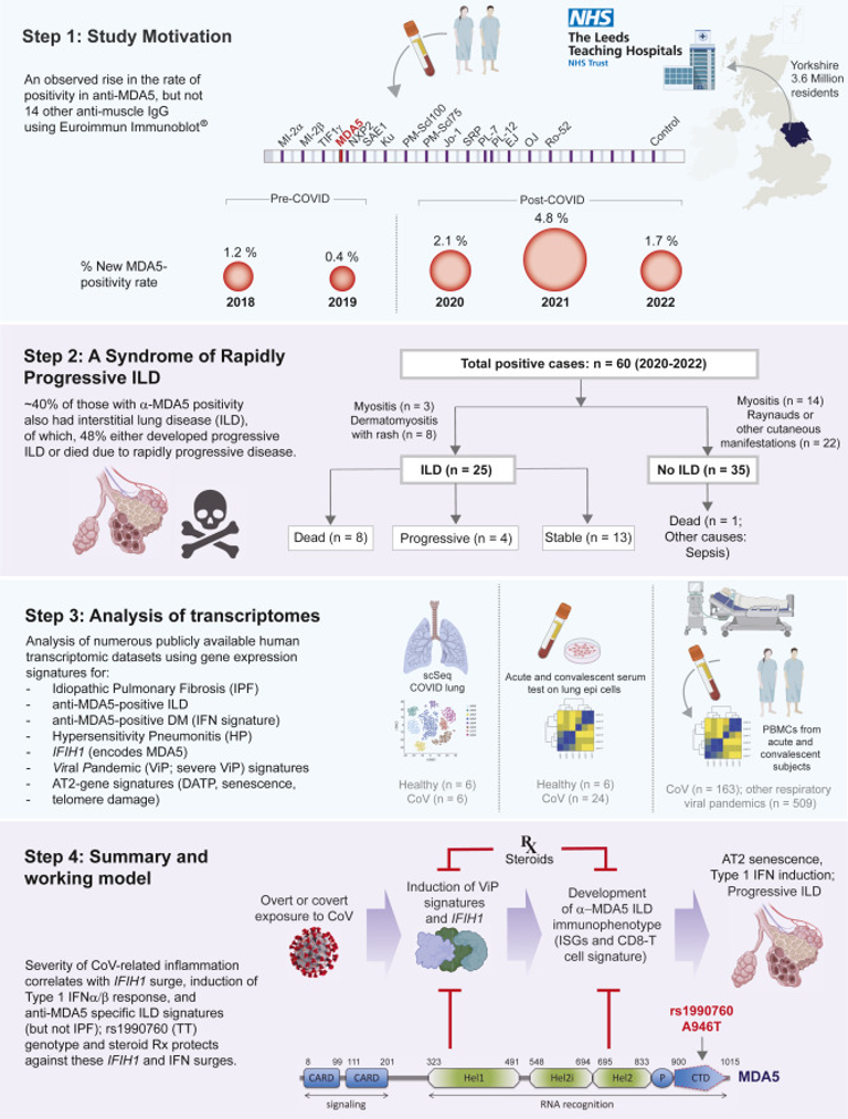 MDA5-autoimmunity and interstitial pneumonitis contemporaneous with the COVID-19 pandemic (MIP-C)