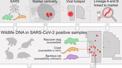 Genetic tracing of market wildlife and viruses at the epicenter of the COVID-19 pandemic