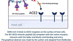 A mimetic peptide of ACE2 protects against SARS-CoV-2 infection and decreases pulmonary inflammation related to COVID-19